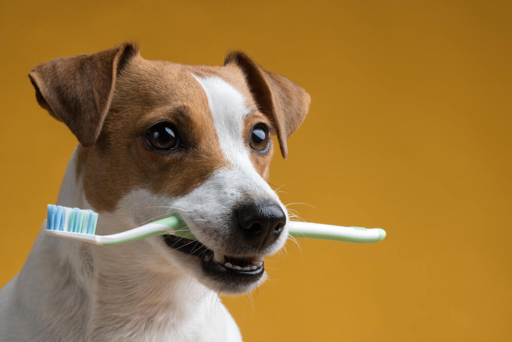 10 Ways to Clean Your Dog’s Teeth at Home