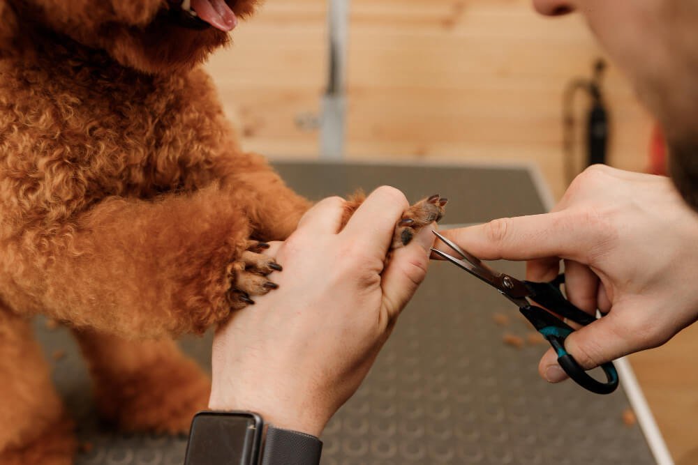 The Dos & Don’ts Of Clipping Dog Nails | Essential Tips